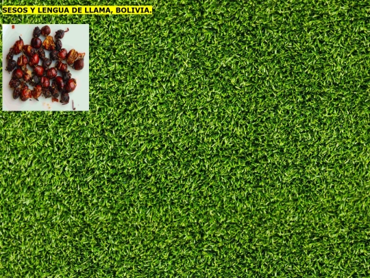 proyectofinal.html/come1 screenshot