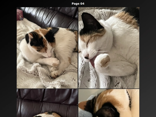 Cat Photo EN/cats_photo_page04_en screenshot