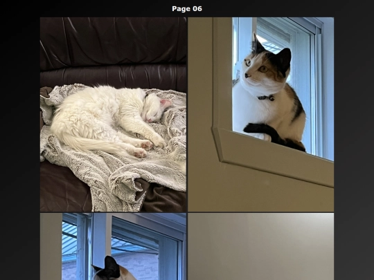Cat Photo EN/cats_photo_page06_en screenshot