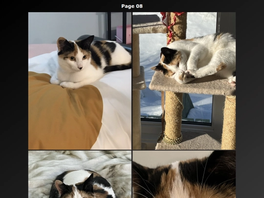 Cat Photo EN/cats_photo_page08_en screenshot