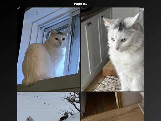 Cat Photo FR/cats_photo_page01_fr screenshot