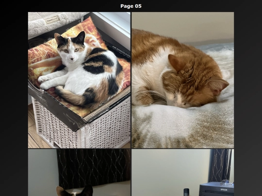 Cat Photo FR/cats_photo_page05_fr screenshot