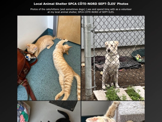 spca_cote_nord_photos_en screenshot