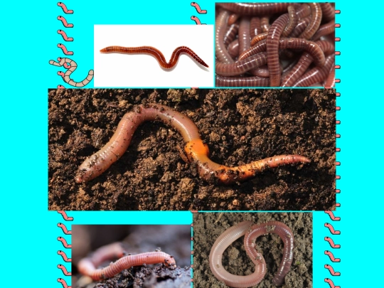 worm screenshot