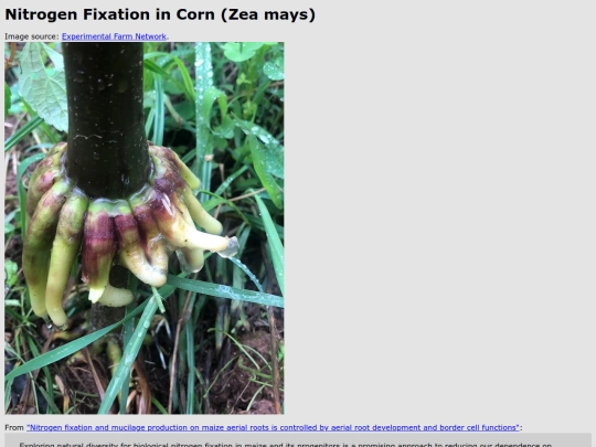 nitrogen-fixing-corn screenshot