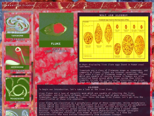 biology/parasites/flukes screenshot