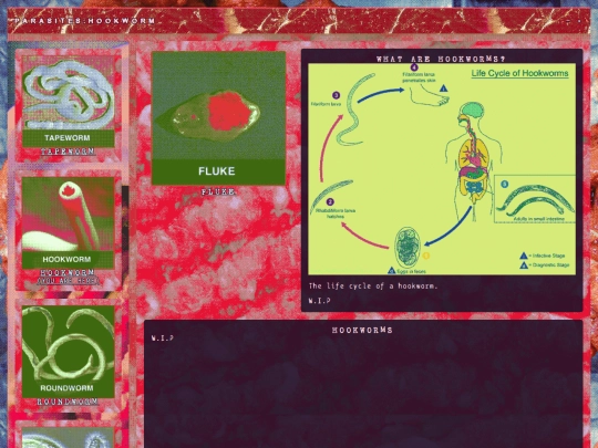 biology/parasites/hookworms screenshot