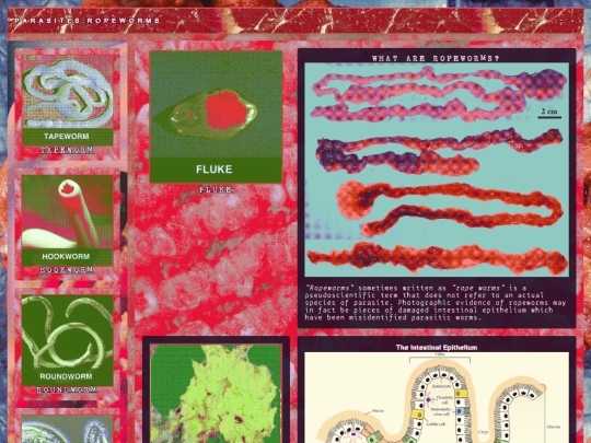 biology/parasites/ropeworms screenshot