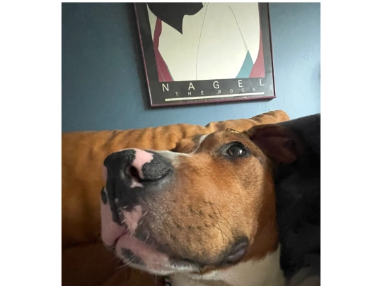 snoop screenshot