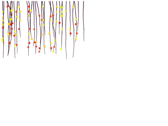 birch screenshot
