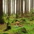 swamp things avatar