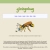 ginkgobug.neocities.org avatar