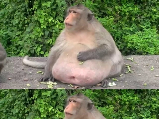 MONKEY screenshot