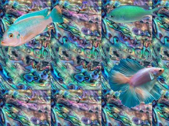 WEBSITE/fish screenshot