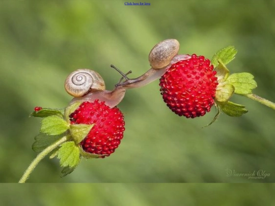 WEBSITE/love screenshot