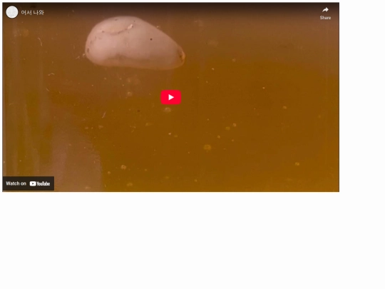 portfolio/video/molip screenshot