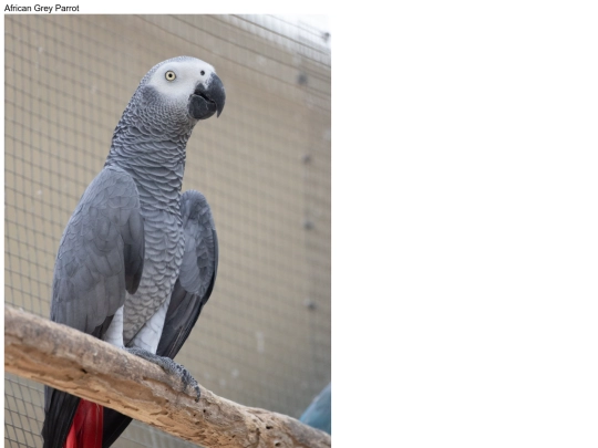 birds/African-grey-parrot screenshot