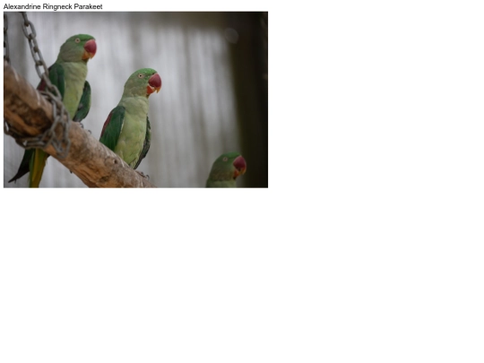 birds/Alexandrine-Ringneck-Parakeet screenshot