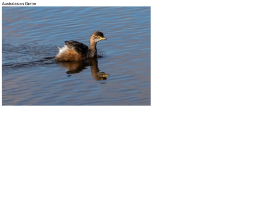 birds/Australasian-Grebe screenshot