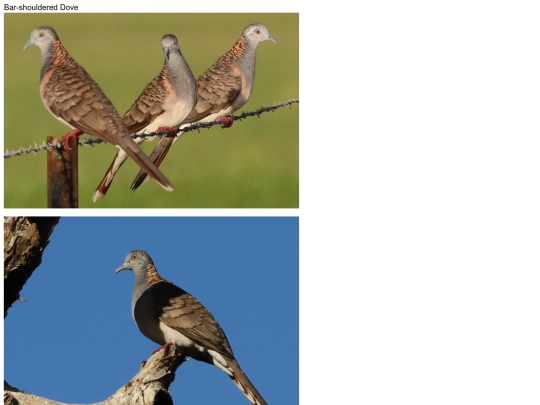 birds/Bar-shouldered-Dove screenshot
