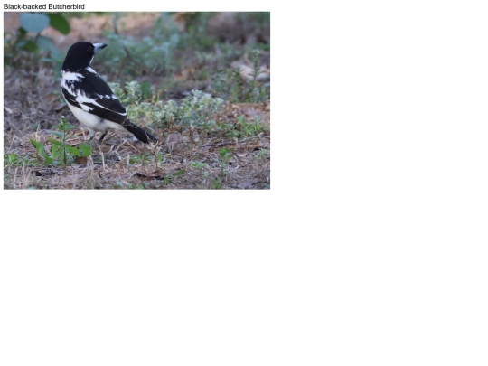birds/Black-backed-Butcherbird screenshot