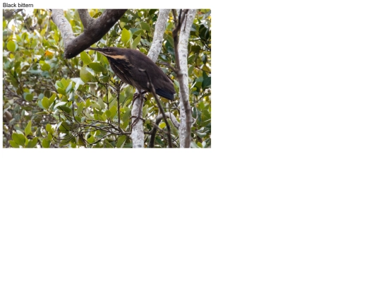 birds/Black-bittern screenshot