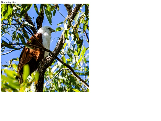 birds/Brahminy-Kite screenshot