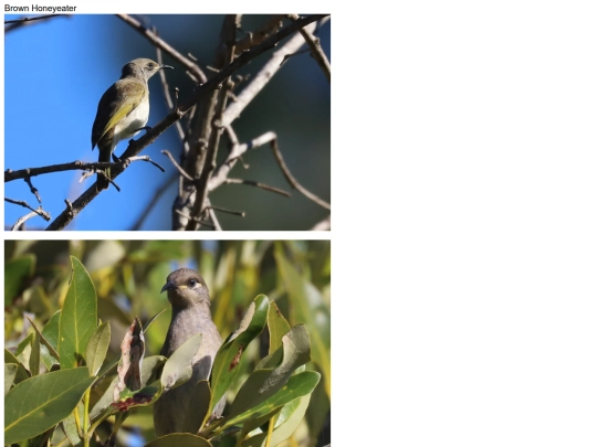 birds/Brown-Honeyeater screenshot