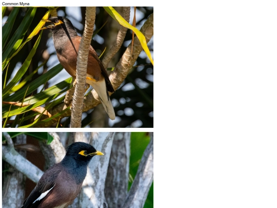 birds/Common-Myna screenshot