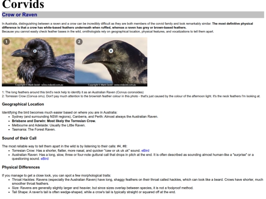 birds/Corvids screenshot