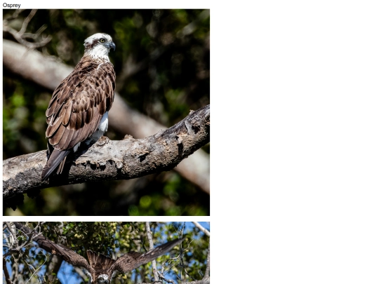 birds/Osprey screenshot