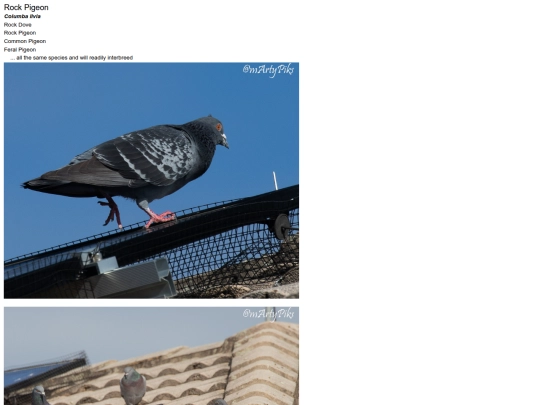 birds/Rock-Pigeon screenshot