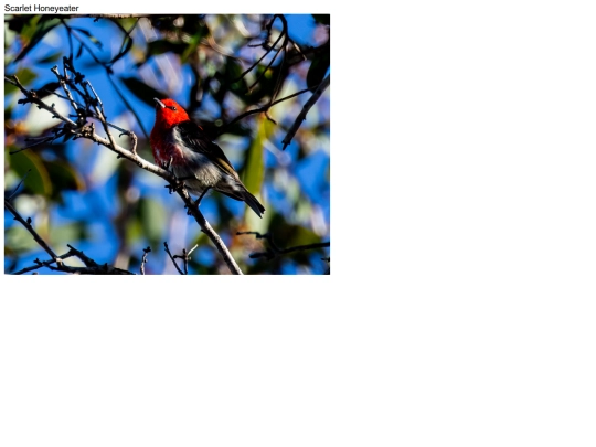 birds/Scarlet-Honeyeater screenshot