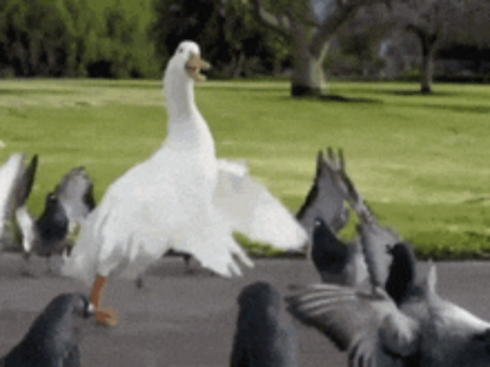 duck screenshot