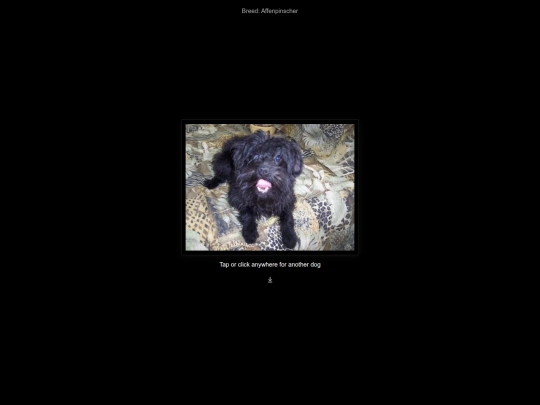 randomDog screenshot