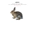 rats-are-pretty-coolio.neocities.org avatar