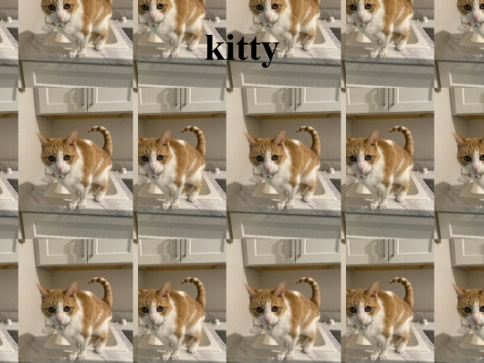 Kitty screenshot
