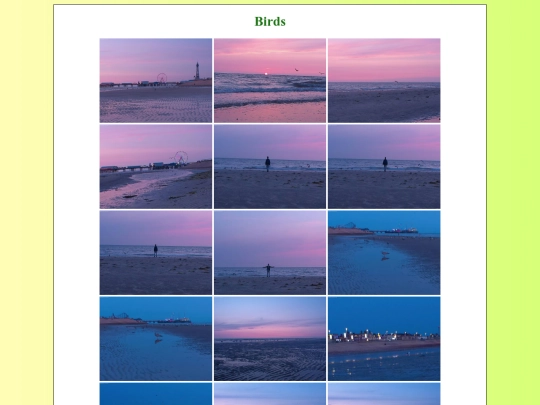 birds screenshot