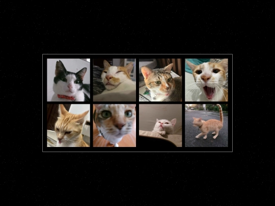 cat screenshot