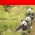 The website of Pandas avatar