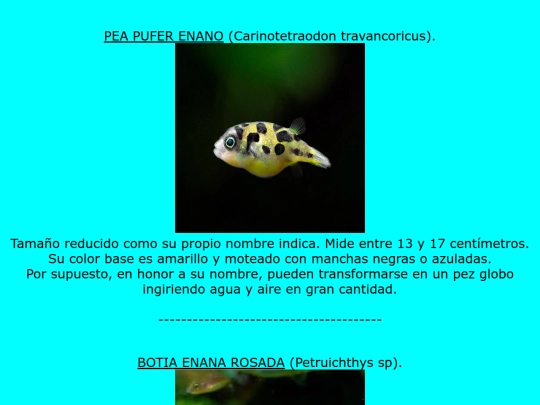 peces screenshot