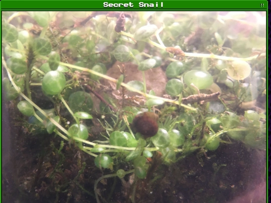 plants/2024-12-28-01 screenshot