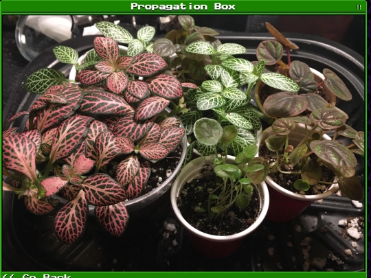 plants/2024-12-28-03 screenshot