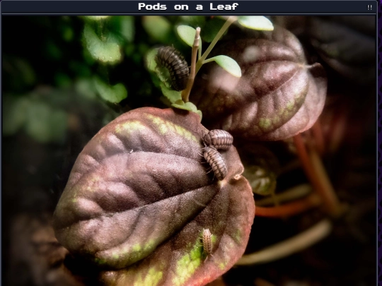 plants/2024-12-28-04 screenshot