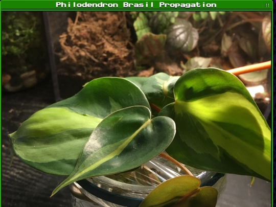 plants/2024-12-28-05 screenshot