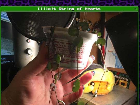 plants/2024-12-28-07 screenshot