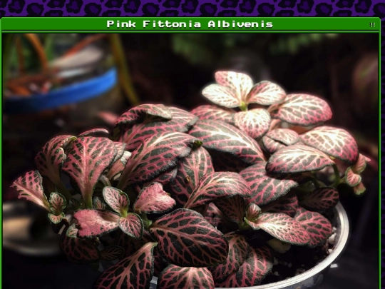 plants/2025-01-03-01 screenshot