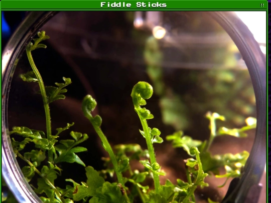 plants/2025-01-22 screenshot