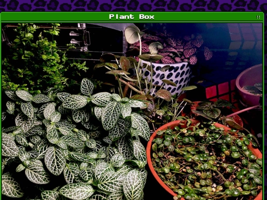 plants/2025-02-01 screenshot