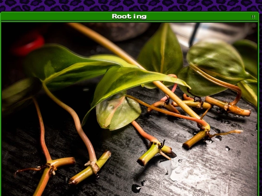 plants/2025-02-11 screenshot